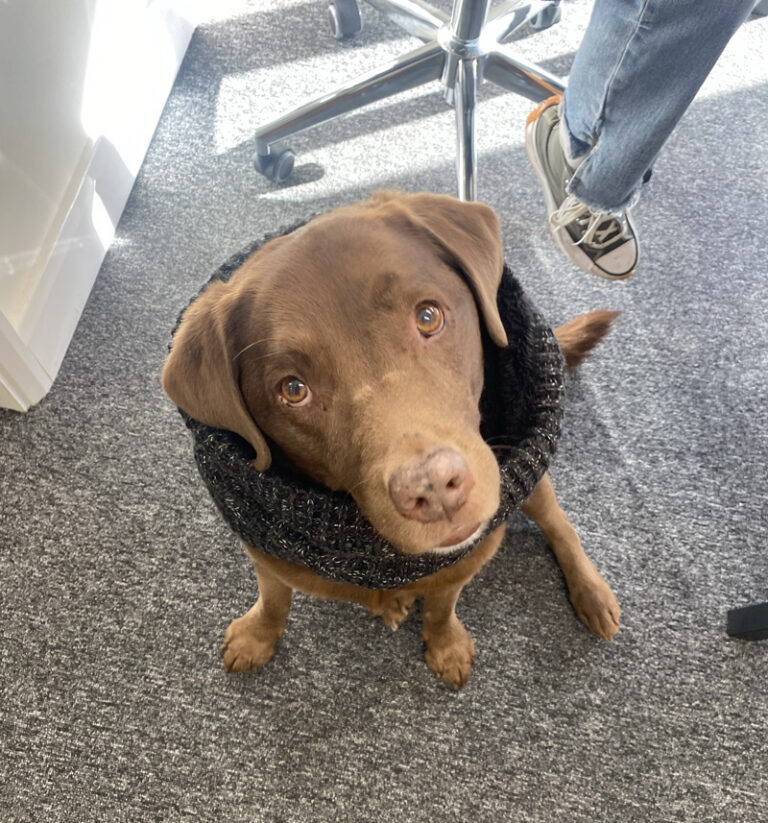 Pickle the office dog
